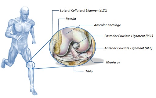 Bioligamed